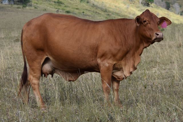 Bryvonlea Princess Mary 2